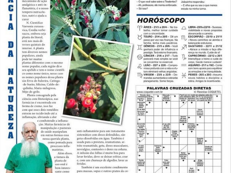 Erva de baleeira jornal novoeste