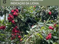 Lichia