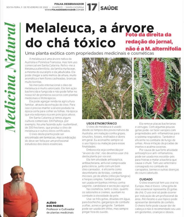 Você está visualizando atualmente Melaleuca