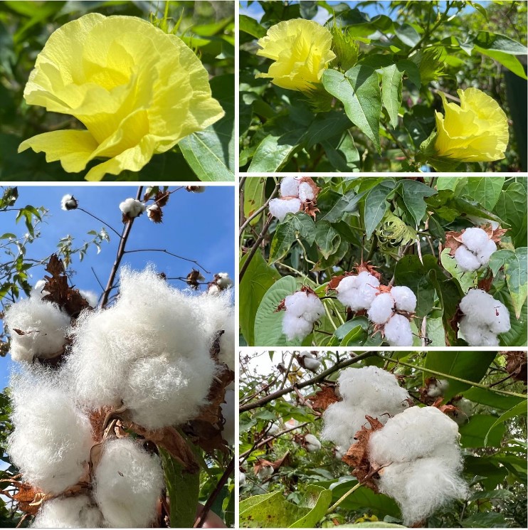 No momento, você está visualizando Algodão