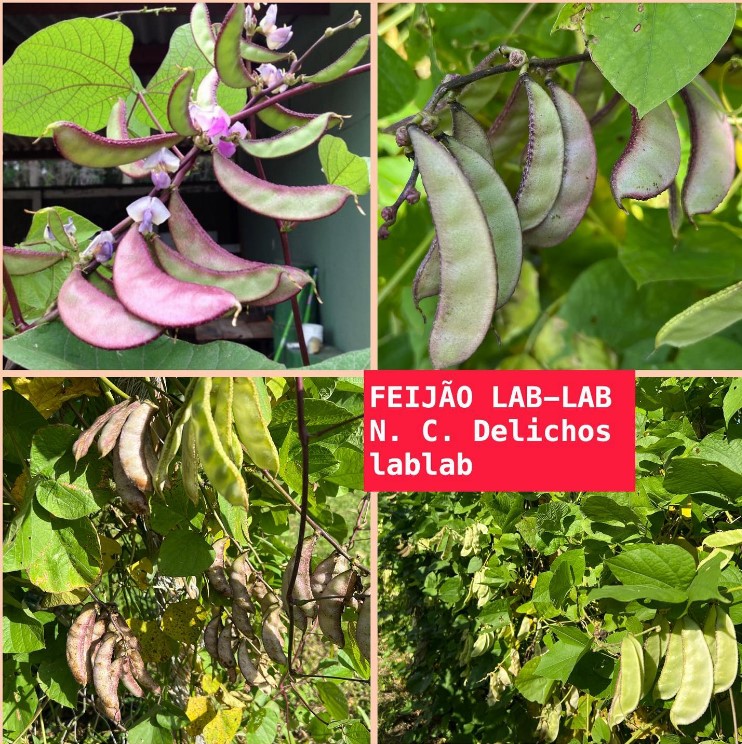 No momento, você está visualizando Feijão Lab-Lab
