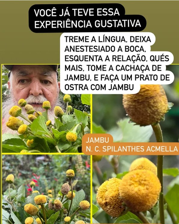 Você está visualizando atualmente Jambu