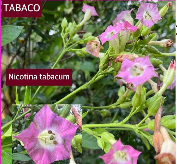 Você está visualizando atualmente Tabaco