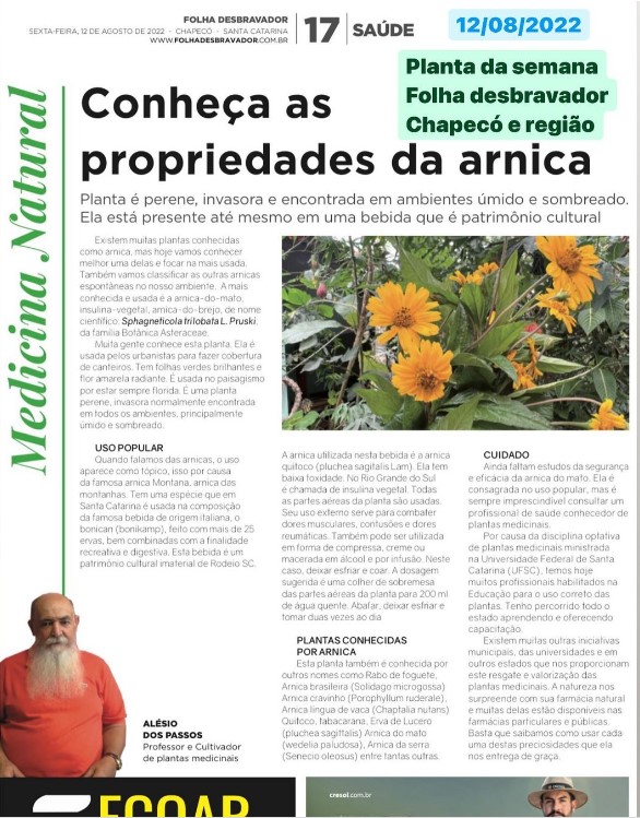 Você está visualizando atualmente Arnica-do-mato