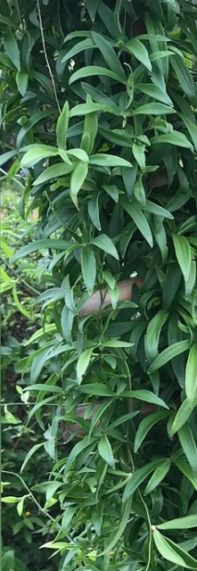 No momento, você está visualizando Salsa parrilha