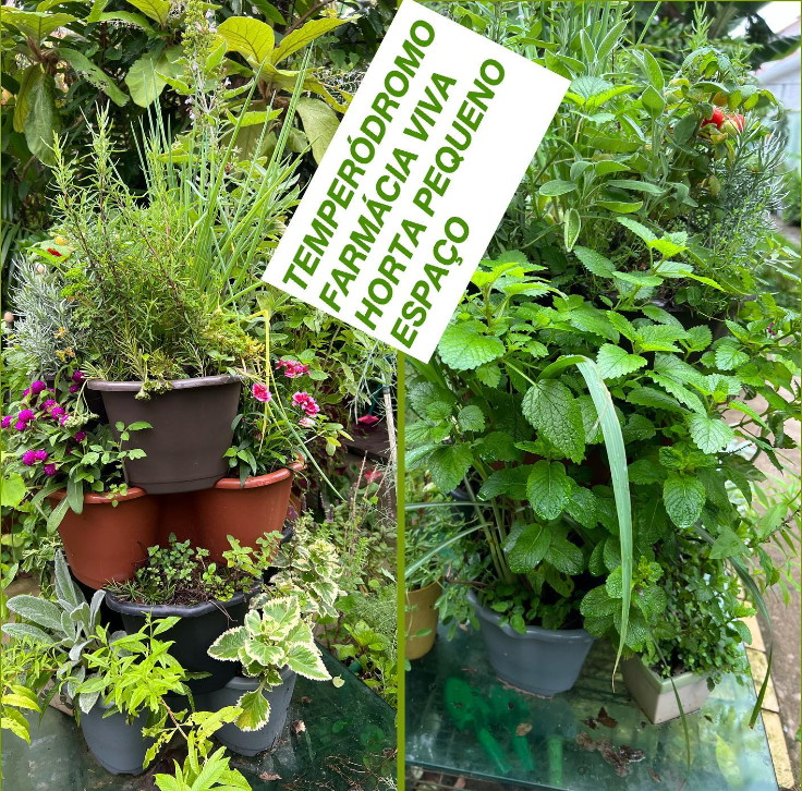 No momento, você está visualizando Horta espaço pequeno