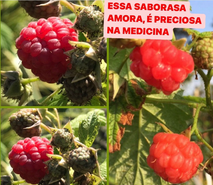Você está visualizando atualmente Framboesa