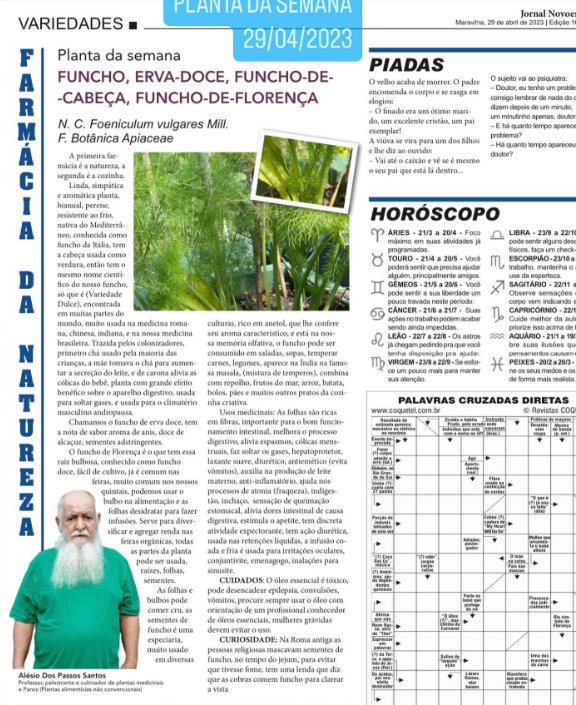 Você está visualizando atualmente Funcho, Erva-Doce, Funcho-de-cabeça, Funcho-de-Florença