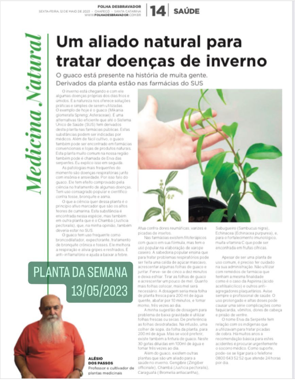 Você está visualizando atualmente Guaco, um aliado natural para tratar doenças de inverno