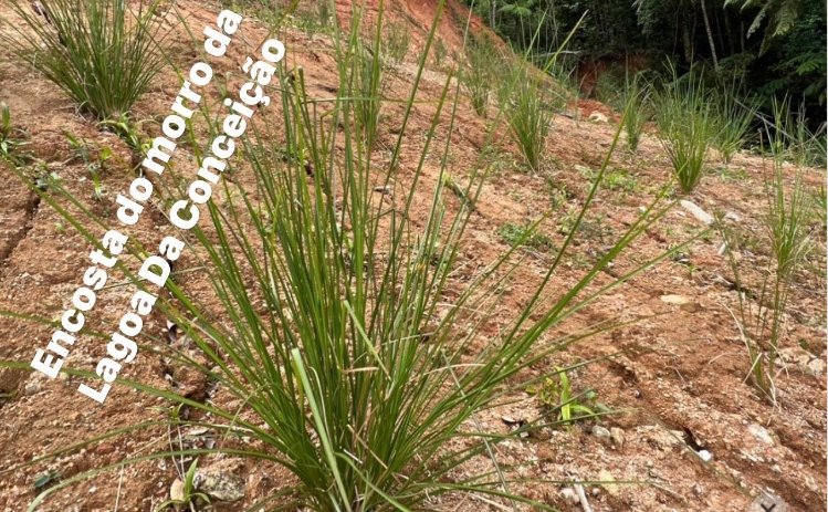 No momento, você está visualizando Vitiver